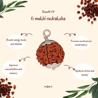 6 Mukhi Rudraksha