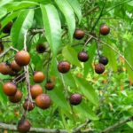 Rudraksha tree