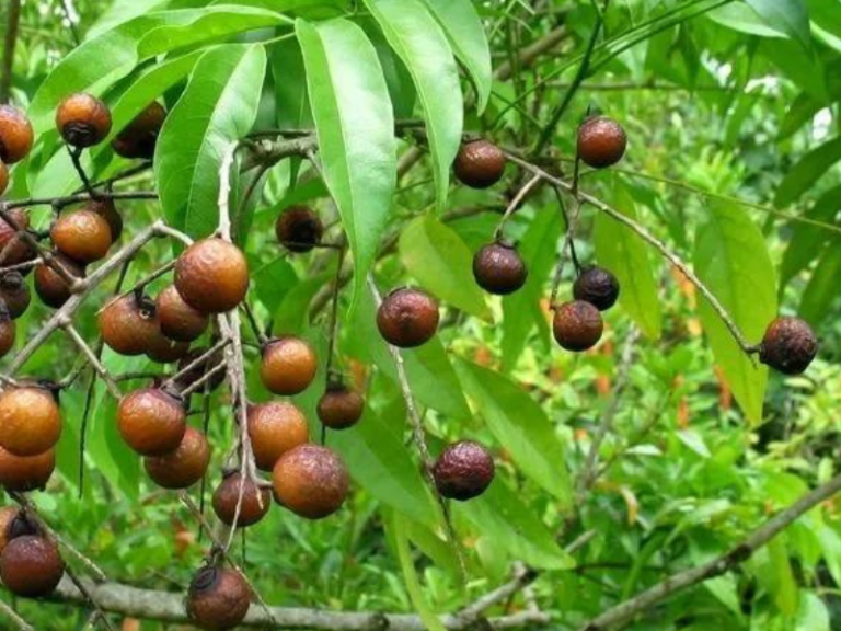 Rudraksha tree