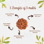 Buy Now Original 5 Mukhi Nepali Rudraksha - Paanch Mukhi - Rudjap