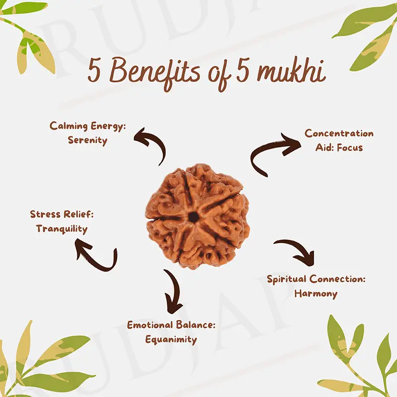 Buy Now Original 5 Mukhi Nepali Rudraksha - Paanch Mukhi - Rudjap Buy Now Original 5 Mukhi Nepali Rudraksha - Paanch Mukhi - Rudjap