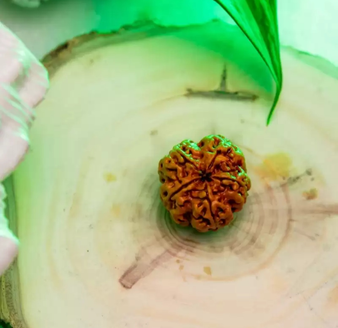 Buy Now Original 5 Mukhi Nepali Rudraksha - Paanch Mukhi - Rudjap Buy Now Original 5 Mukhi Nepali Rudraksha - Paanch Mukhi - Rudjap